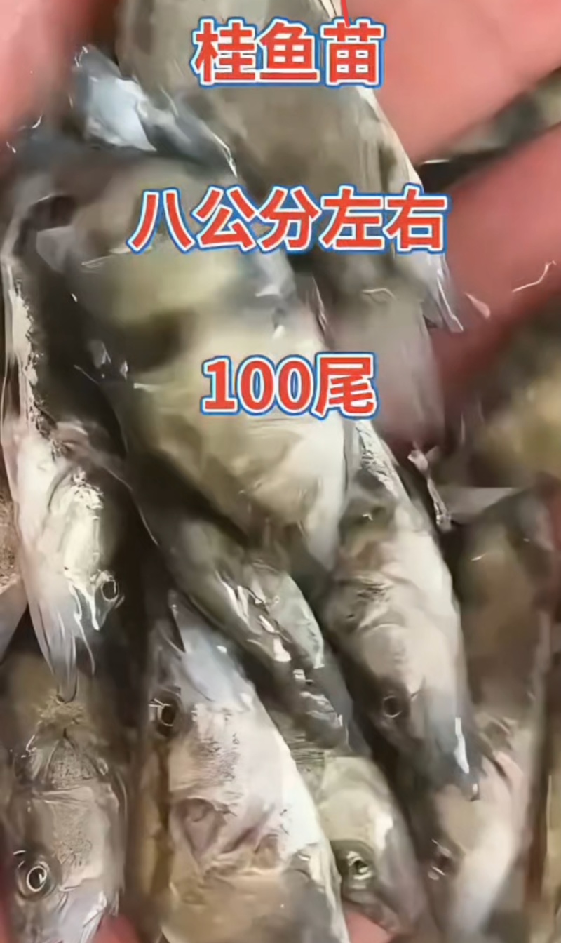 河北衡水淡水鱼苗养殖基地直销鳜鱼苗