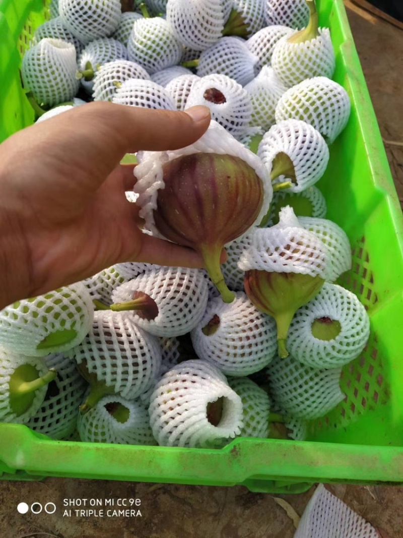 云南东川精品无花果，波姬红无花果，产地直供，量大价低。