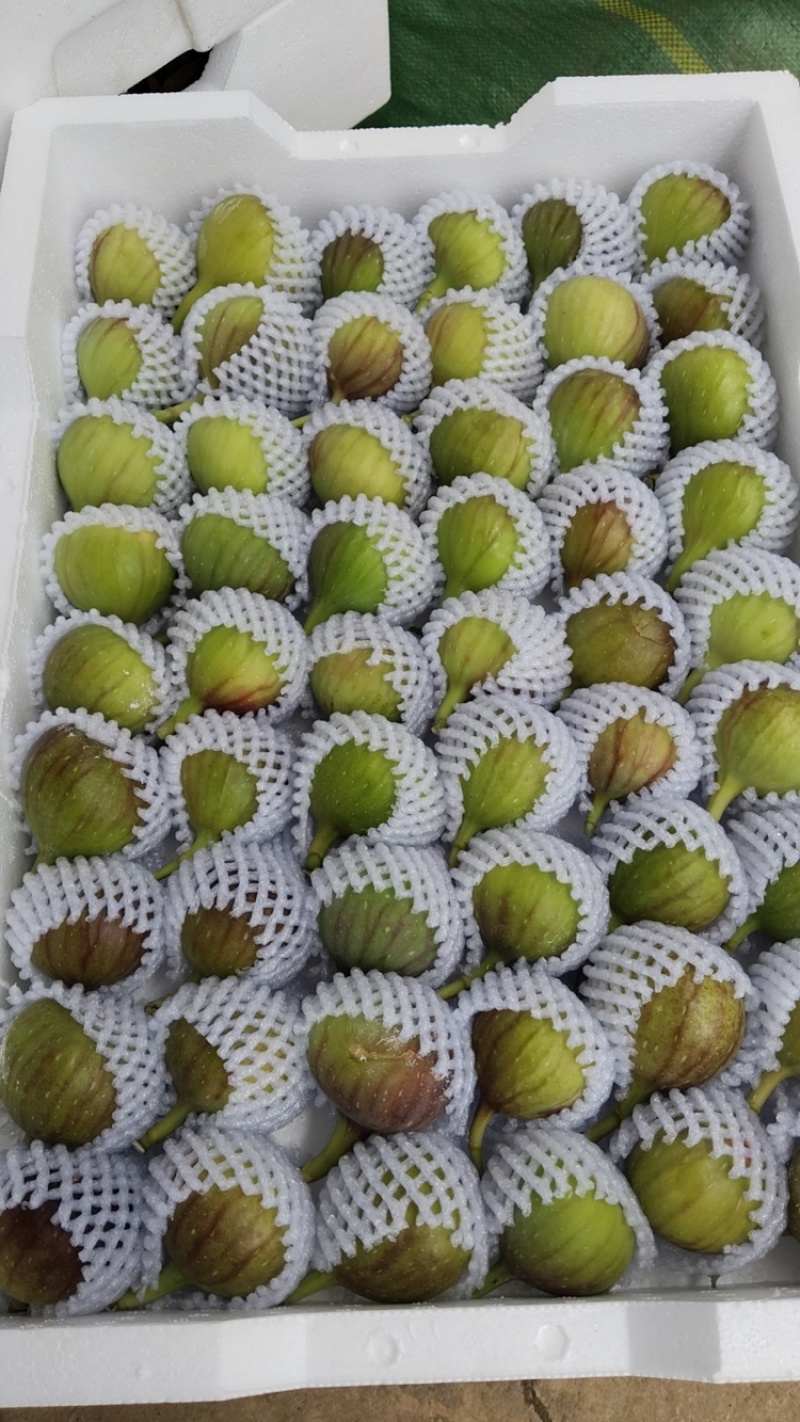 云南东川精品无花果，波姬红无花果，产地直供，量大价低。