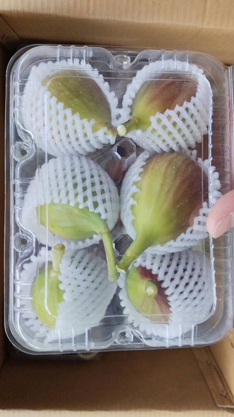 云南东川精品无花果，波姬红无花果，产地直供，量大价低。