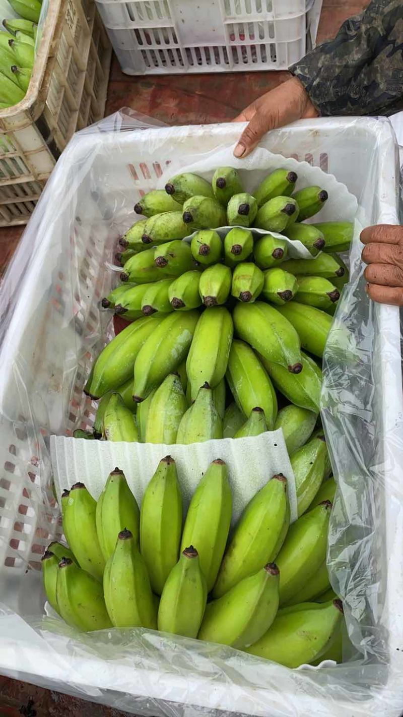云南河口精品芭蕉