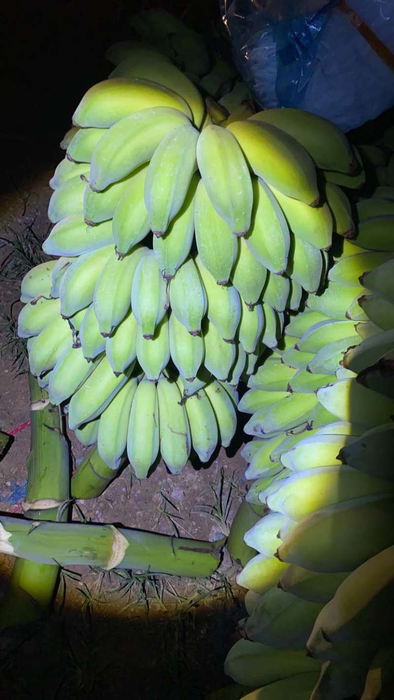 云南河口精品芭蕉