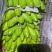 云南河口精品芭蕉