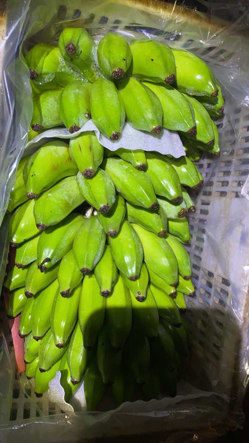 云南河口精品芭蕉
