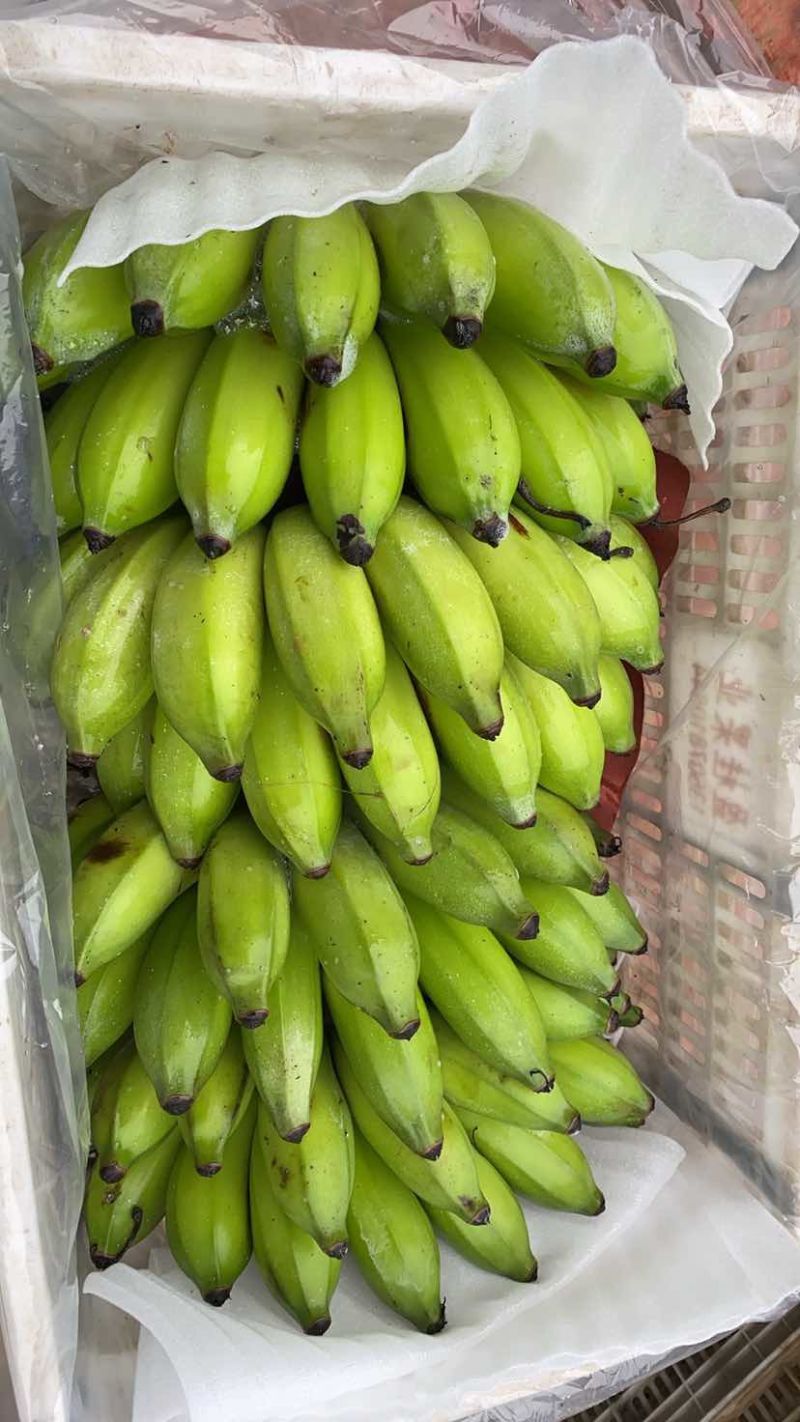 云南河口精品芭蕉