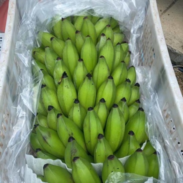 云南河口精品芭蕉