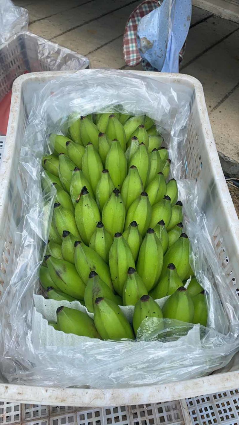 云南河口精品芭蕉