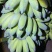 云南河口精品芭蕉
