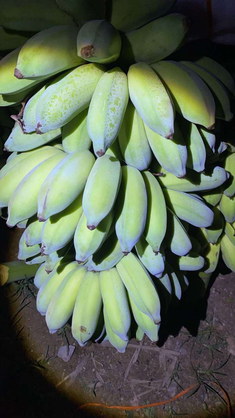 云南河口精品芭蕉