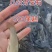 河北衡水直销草鱼苗