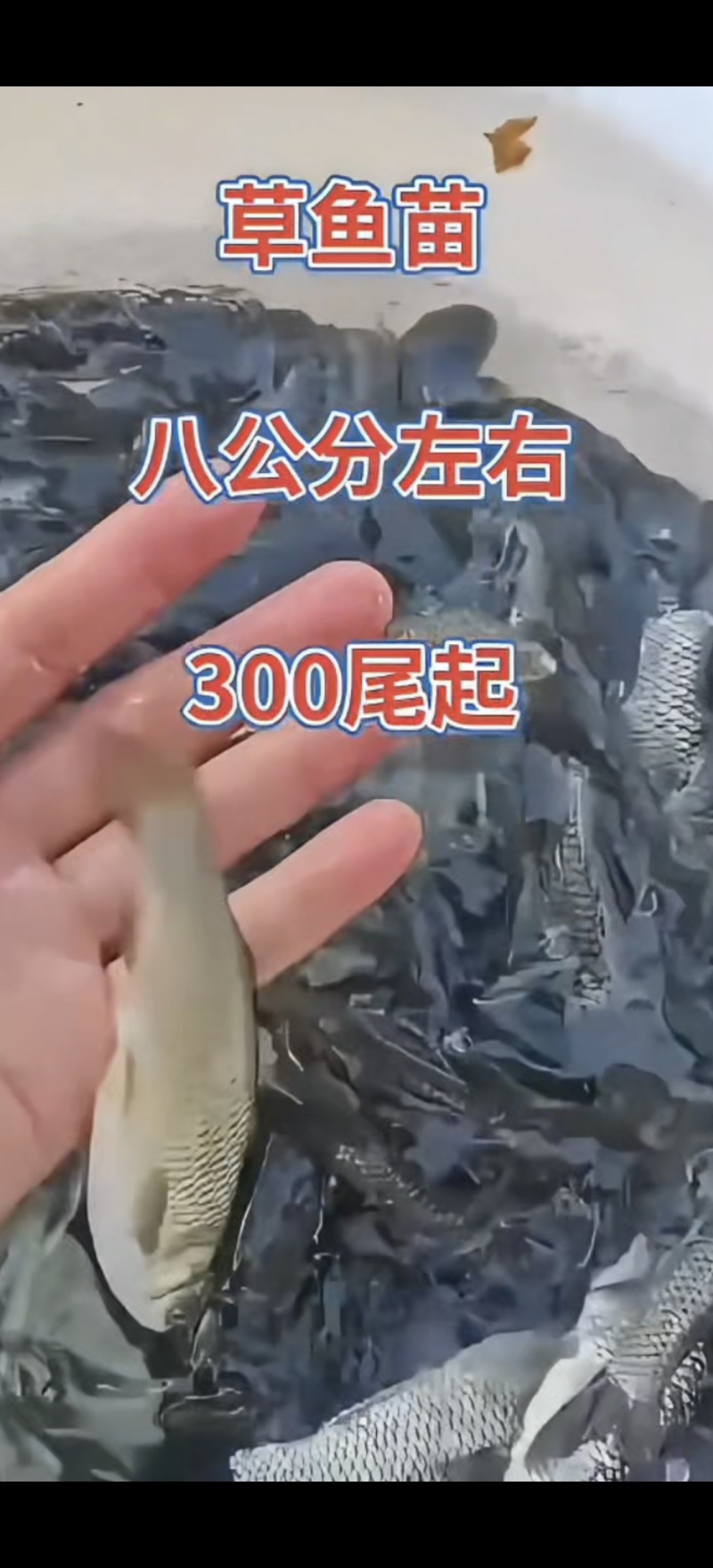 河北衡水直销草鱼苗