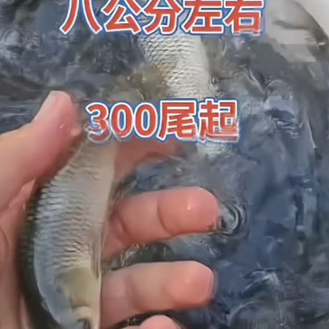 河北衡水直销草鱼苗