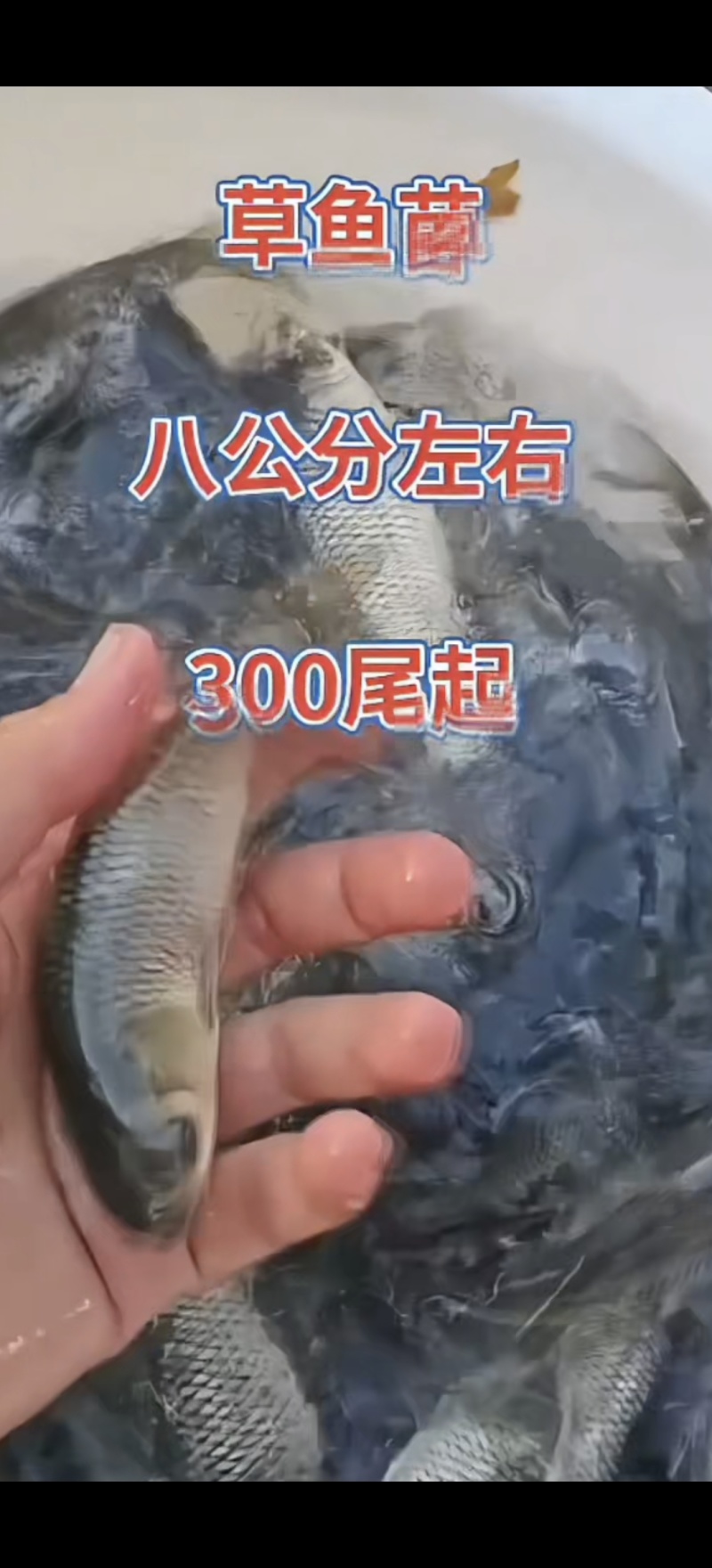 河北衡水直销草鱼苗