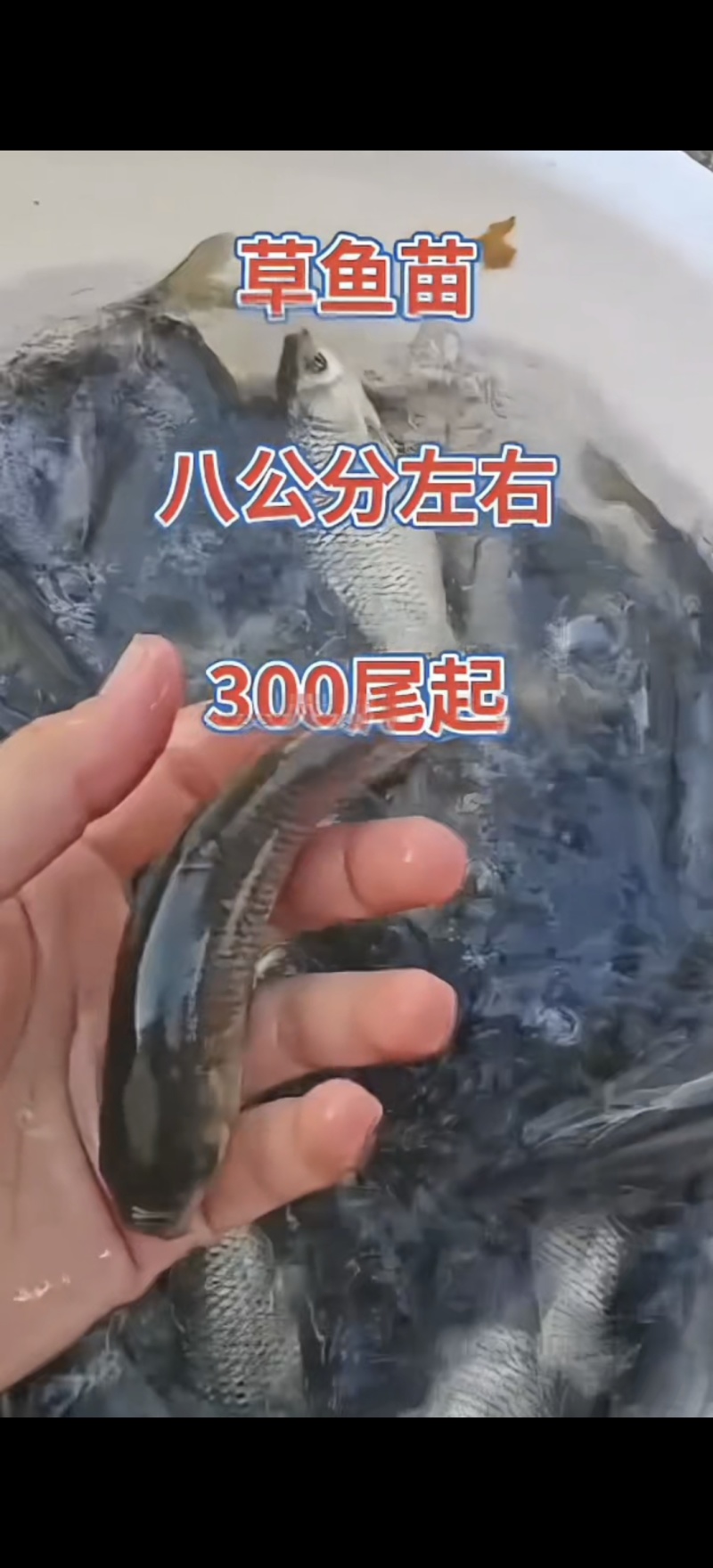 河北衡水直销草鱼苗