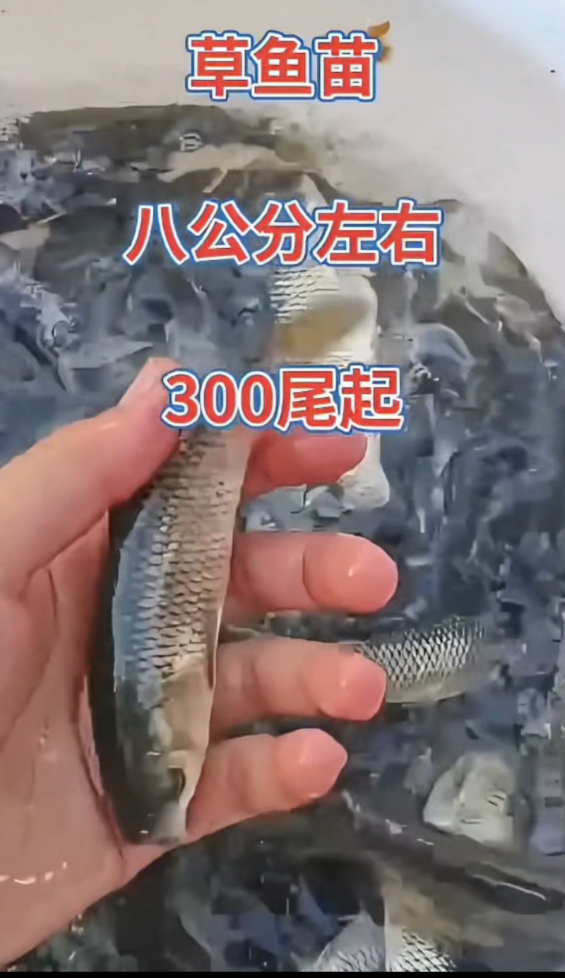 河北衡水直销草鱼苗