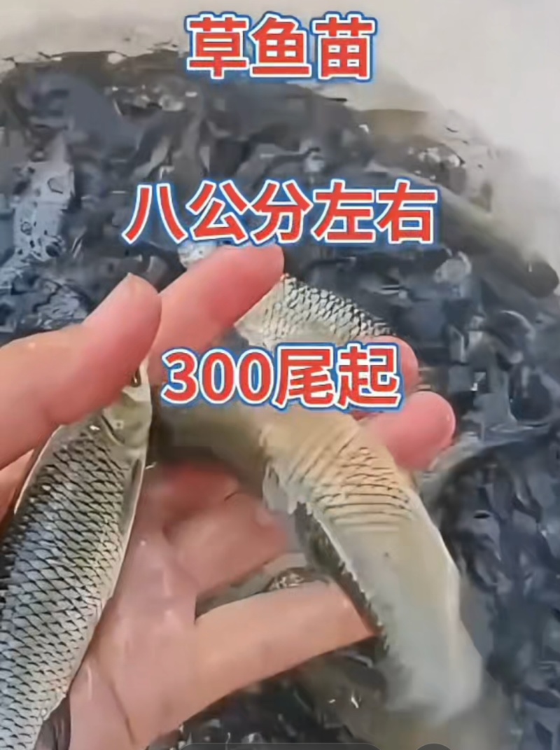 河北衡水直销草鱼苗