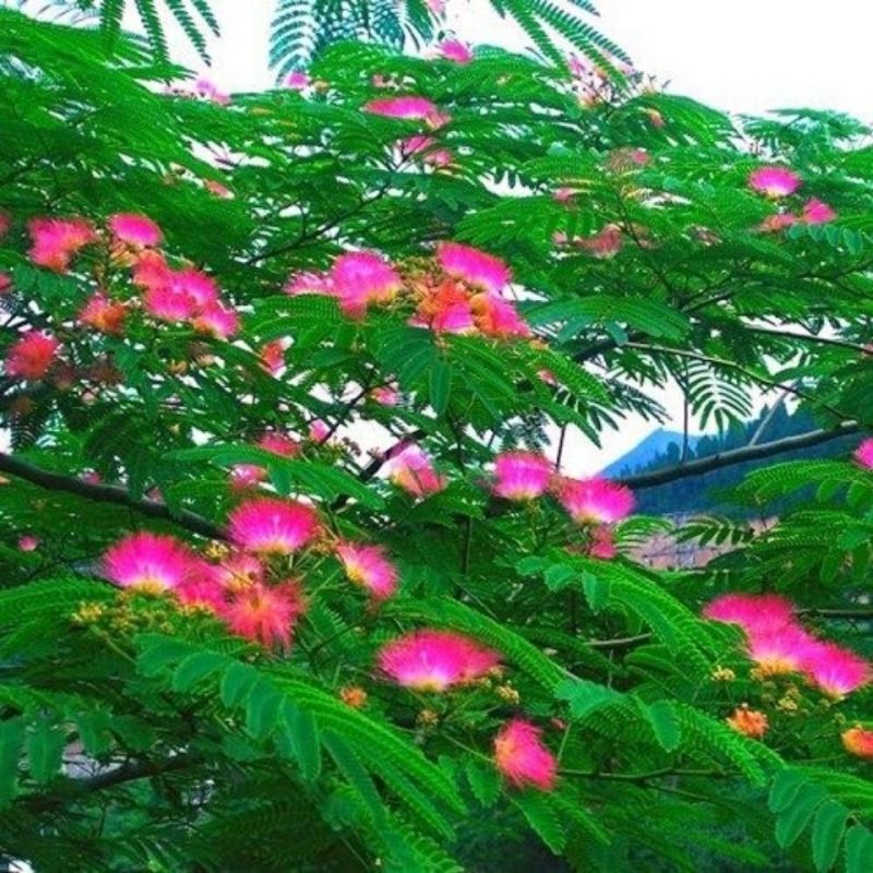 合欢花干货，绒花保证质量一手货源产地直发欢迎咨询合作