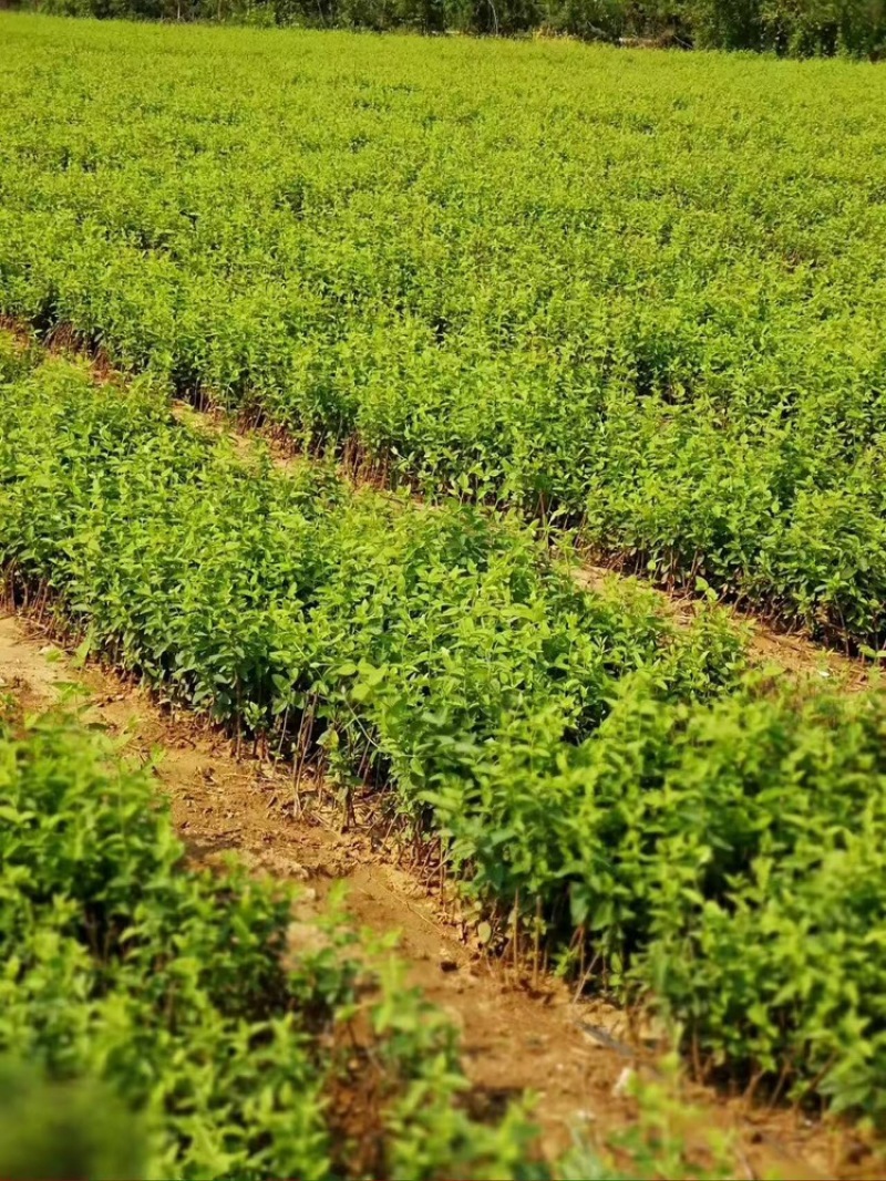 精品金银花苗货源充足质量保证量大从优质量保证欢迎咨询