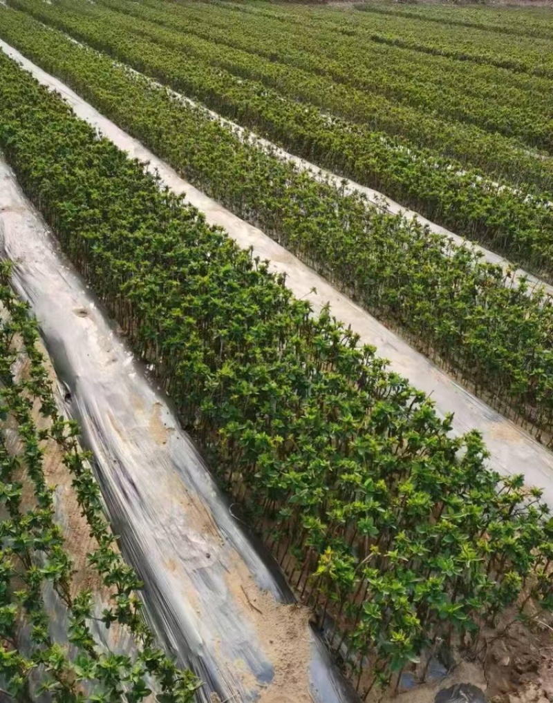 精品金银花苗货源充足质量保证量大从优质量保证欢迎咨询