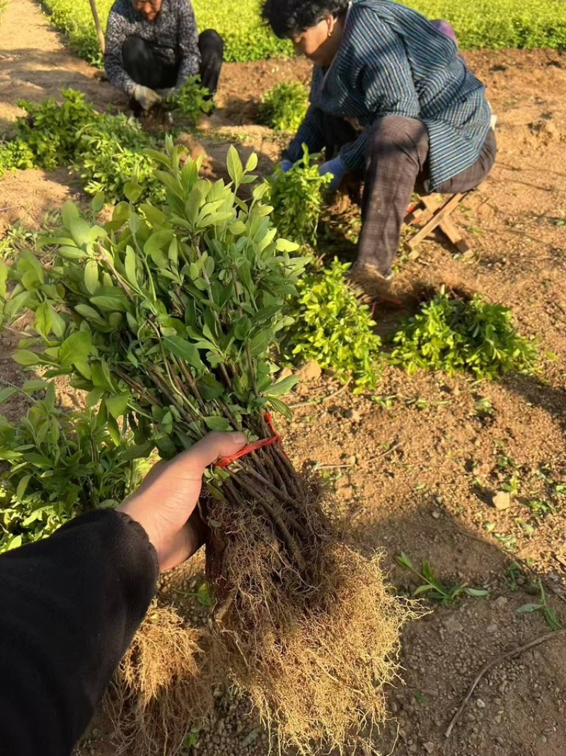 精品金银花苗货源充足质量保证量大从优质量保证欢迎咨询