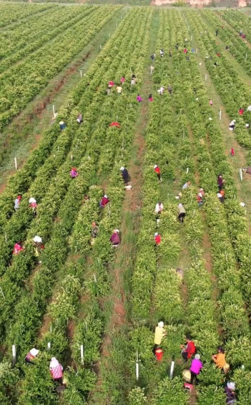 精品金银花苗货源充足质量保证量大从优质量保证欢迎咨询
