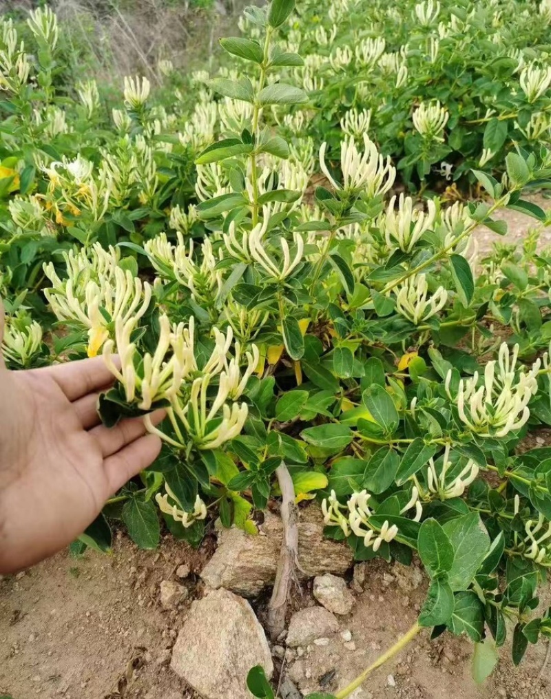 精品金银花苗货源充足质量保证量大从优质量保证欢迎咨询