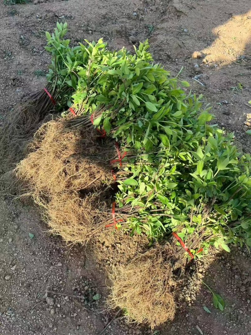 精品金银花苗货源充足质量保证量大从优质量保证欢迎咨询
