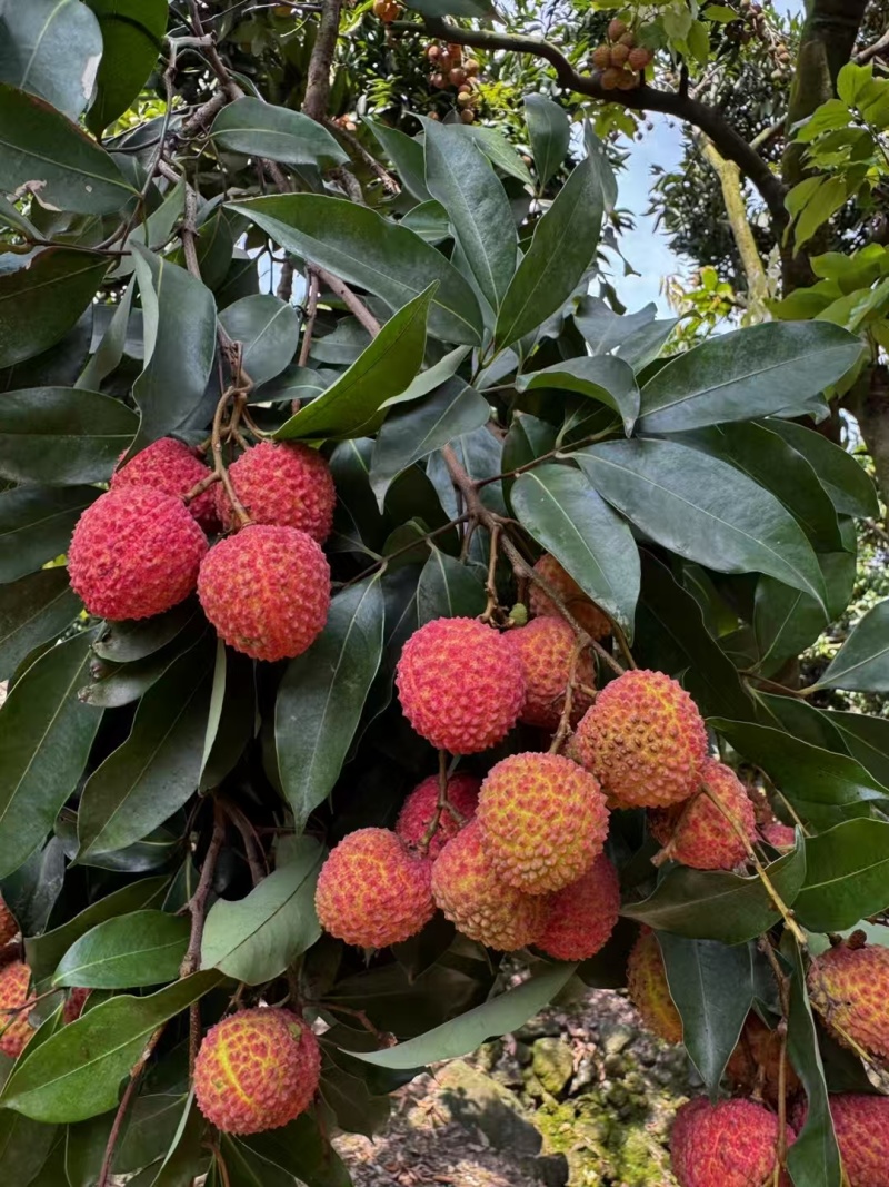 果实大，清甜爽口