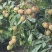 荔枝，桂味3-5元一斤