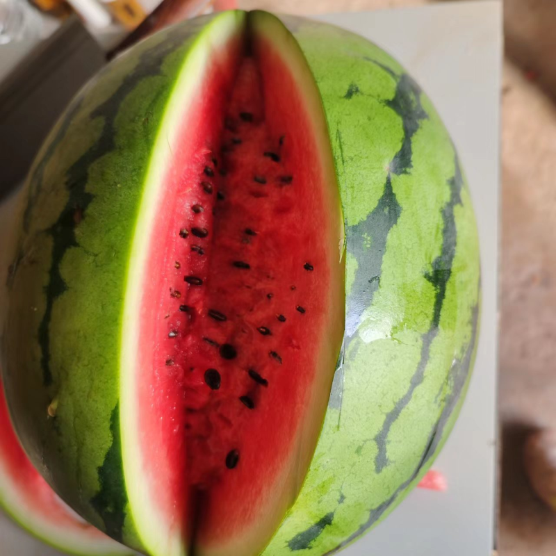 精品露天美都西瓜产地直发量大从优质量保证欢迎咨询