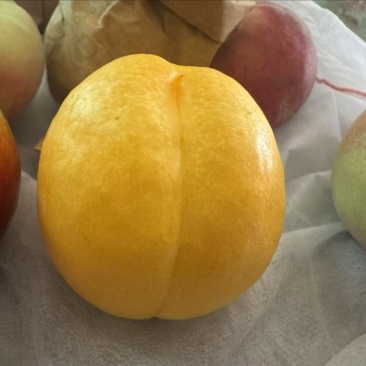 产地大量供应