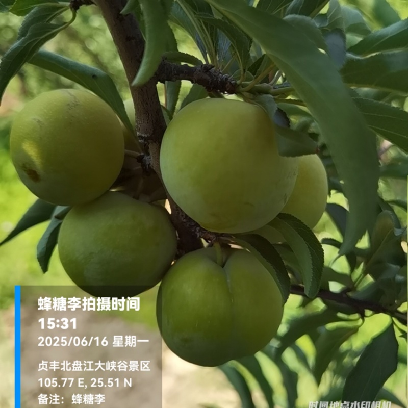 贵州六马蜂糖李大量上市，对接商超市场电商社区团购