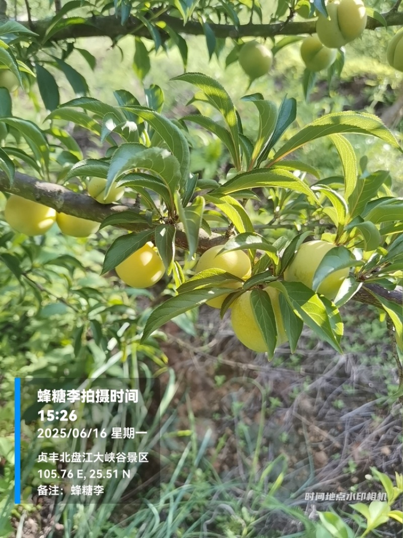 贵州六马蜂糖李大量上市，对接商超市场电商社区团购