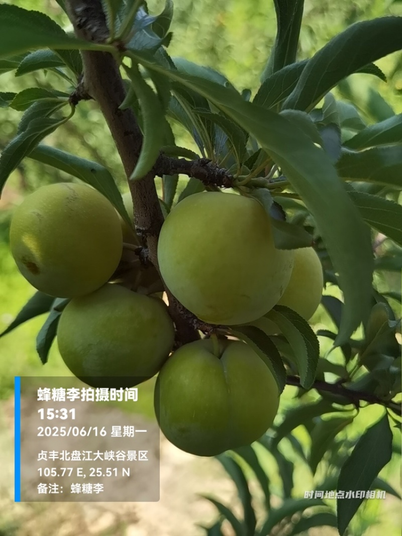 贵州六马蜂糖李大量上市，对接商超市场电商社区团购