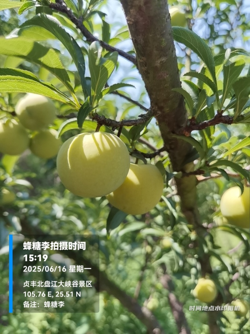 贵州六马蜂糖李大量上市，对接商超市场电商社区团购