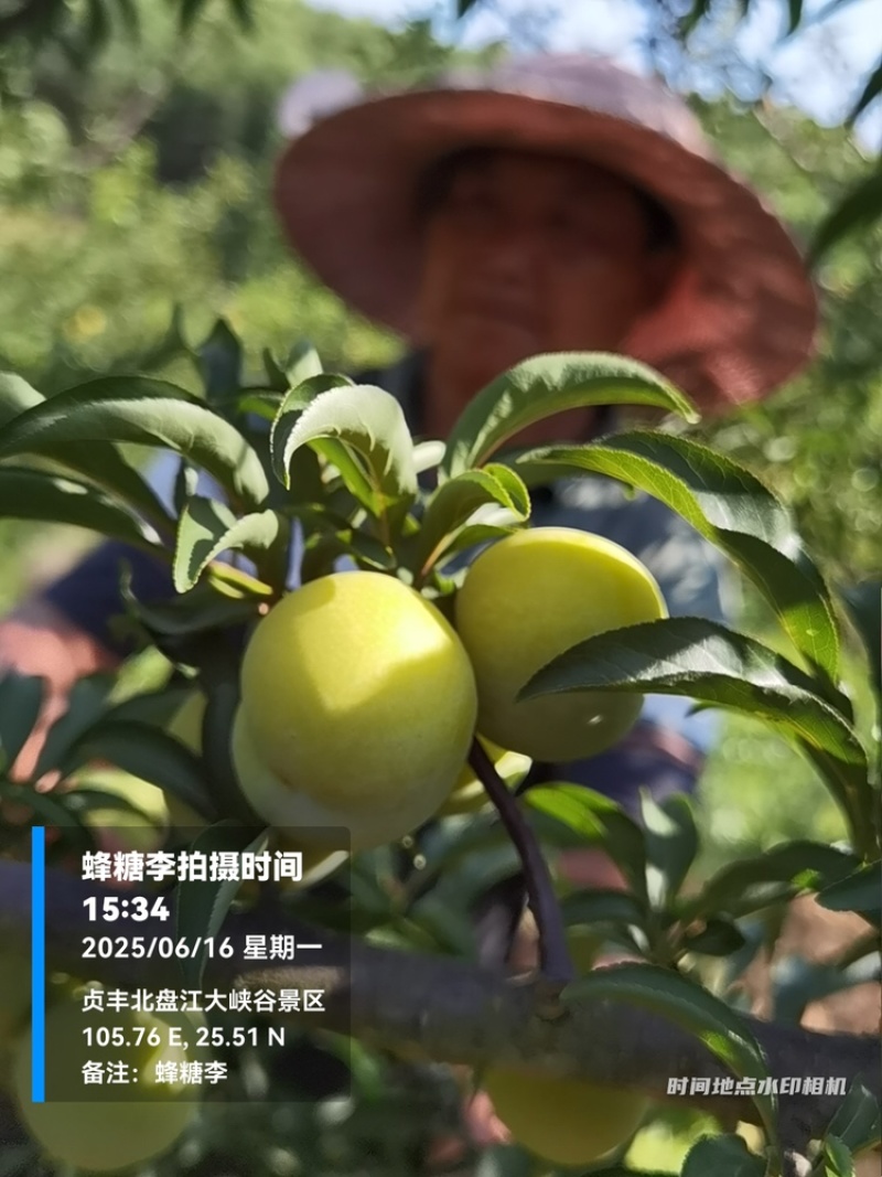 贵州六马蜂糖李大量上市，对接商超市场电商社区团购