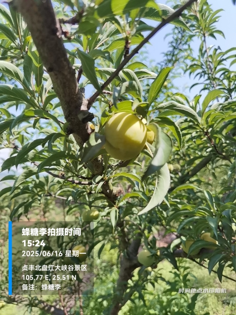 贵州六马蜂糖李大量上市，对接商超市场电商社区团购