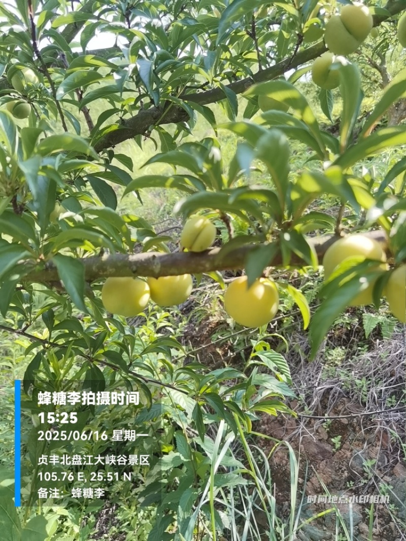 贵州六马蜂糖李大量上市，对接商超市场电商社区团购