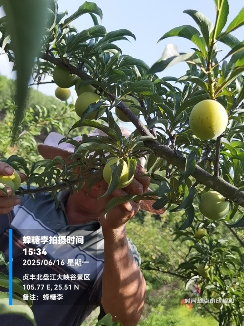 贵州六马蜂糖李大量上市，对接商超市场电商社区团购