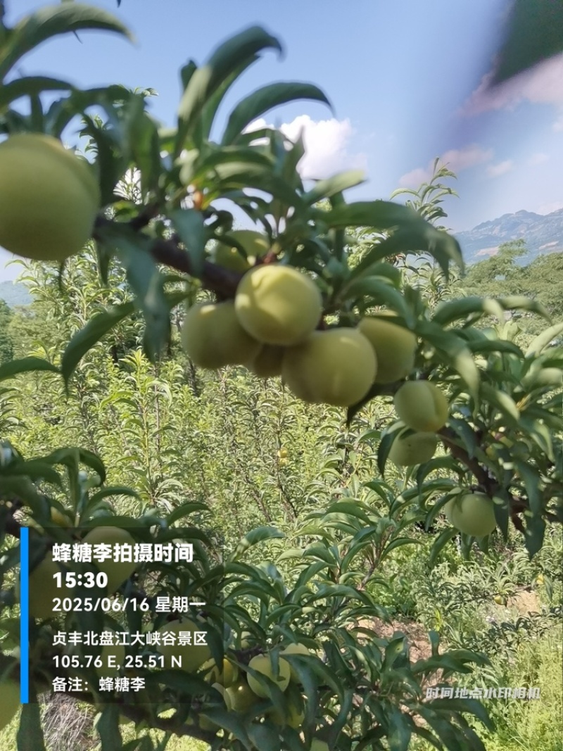 贵州六马蜂糖李大量上市，对接商超市场电商社区团购