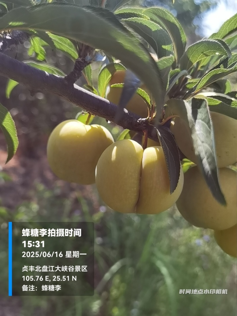贵州六马蜂糖李大量上市，对接商超市场电商社区团购