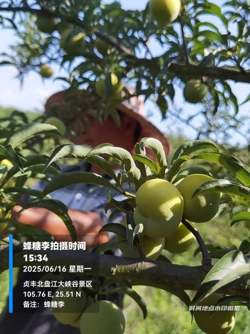 贵州六马蜂糖李大量上市，对接商超市场电商社区团购
