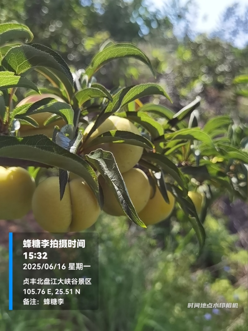 贵州六马蜂糖李大量上市，对接商超市场电商社区团购