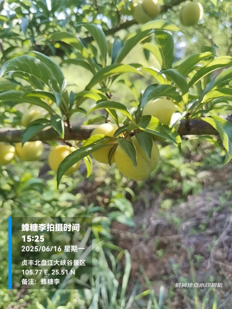 贵州六马蜂糖李大量上市，对接商超市场电商社区团购