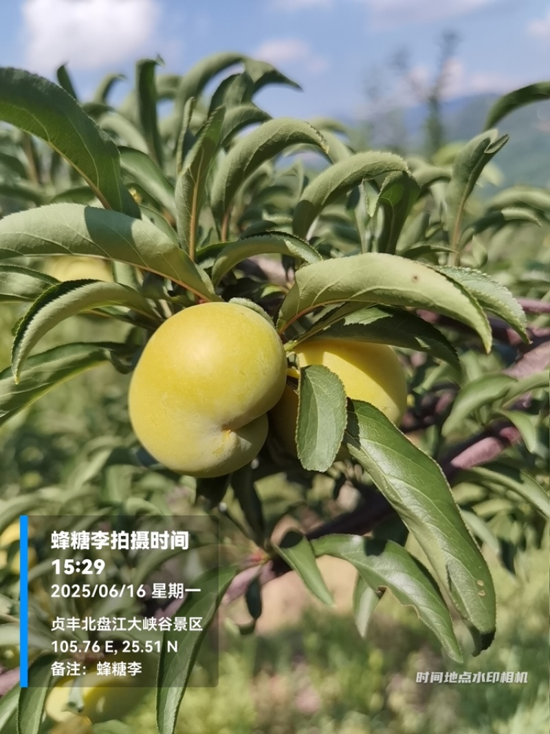 贵州六马蜂糖李大量上市，对接商超市场电商社区团购