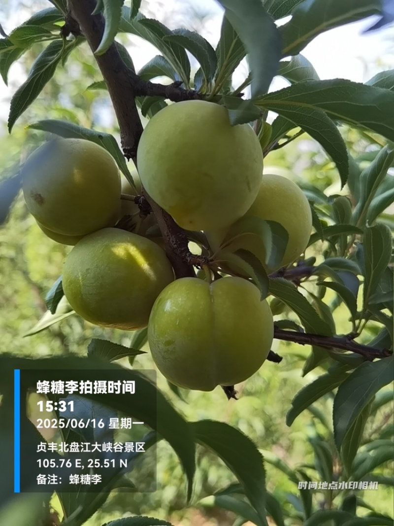 贵州六马蜂糖李大量上市，对接商超市场电商社区团购