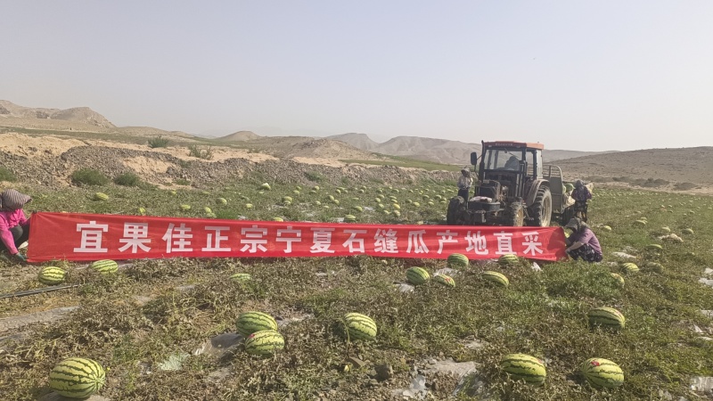 宁夏硒砂瓜已大量上市，欢迎各位客商选择宁夏硒砂瓜