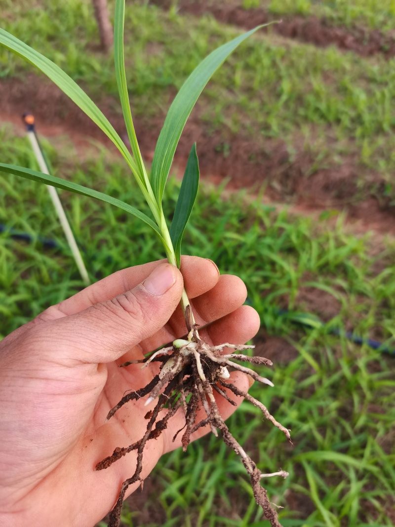 紫花中宽叶百芨苗中药材种苗技术指导训化白芨种苗