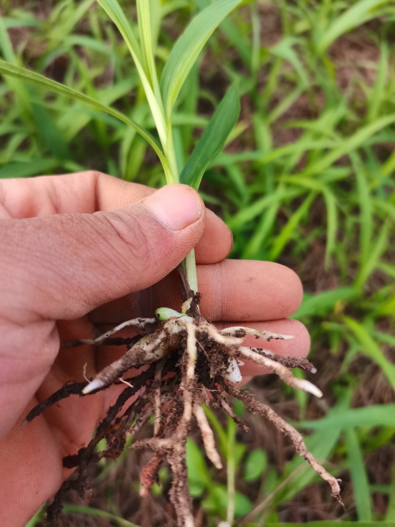 紫花中宽叶百芨苗中药材种苗技术指导训化白芨种苗