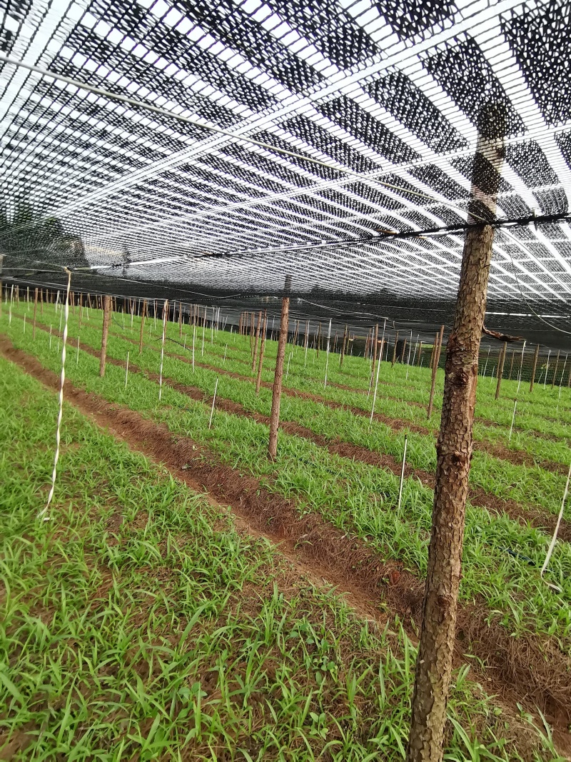 紫花中宽叶百芨苗中药材种苗技术指导训化白芨种苗